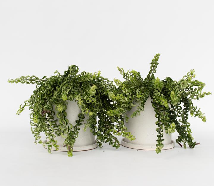 Immagine prodotto Plant in a Box Aeschynantus Twister - Set di 2 piante Twister (20 cm)