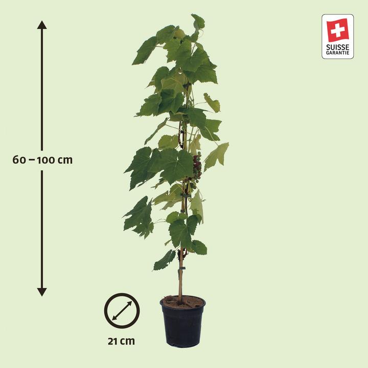 Produktbild Zulauf Hybridrebe / Vitis Venus (80 cm)