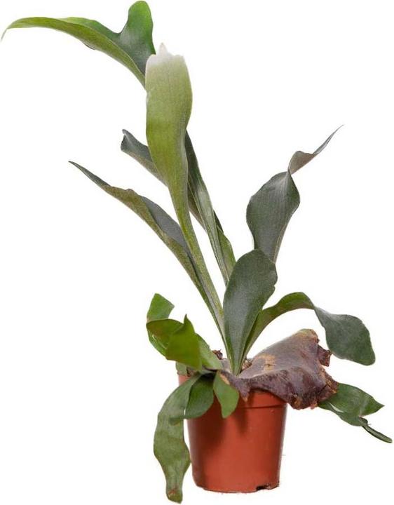 Immagine prodotto VEG and the City Norja (Platycerium, felce a corna di cervo) (40 cm)