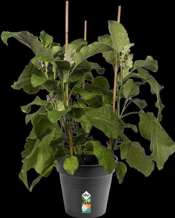 Immagine prodotto Elho Green Basics (21 cm)