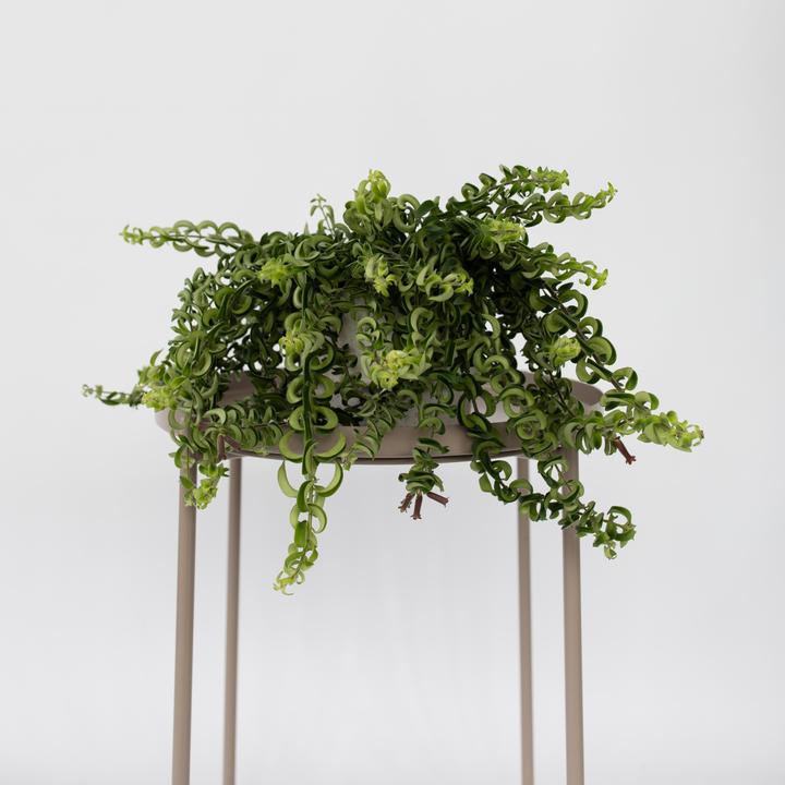 Immagine prodotto Plant in a Box Aeschynantus Twister - Set di 2 piante Twister (20 cm)
