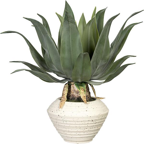Produktbild Gasper Agave americana (45 cm)