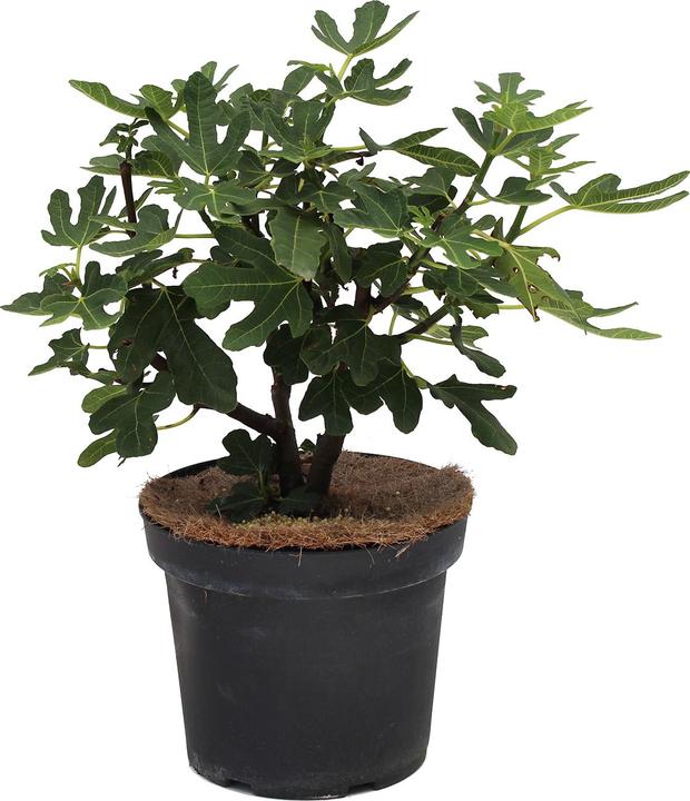 Actual product image Zulauf Fig tree / Ficus carica Rouge Bordeaux (60 cm)