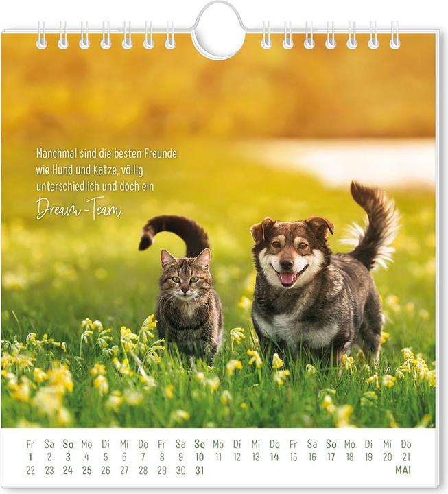 Immagine prodotto Postkartenkalender 2026 Auf leisen Pfot (16 x 17 cm, Tedesco)