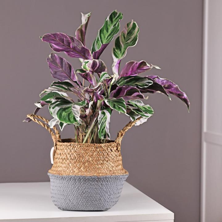 Immagine prodotto Plant in a Box Calathea Lietzei "White Fusion" - Set di 2 cesti Maranthe (30 cm)