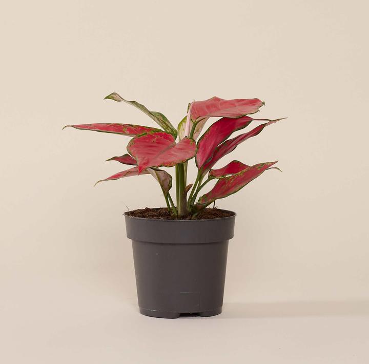 Mary and Plants Aglaonema Cherry Baby (30 cm)