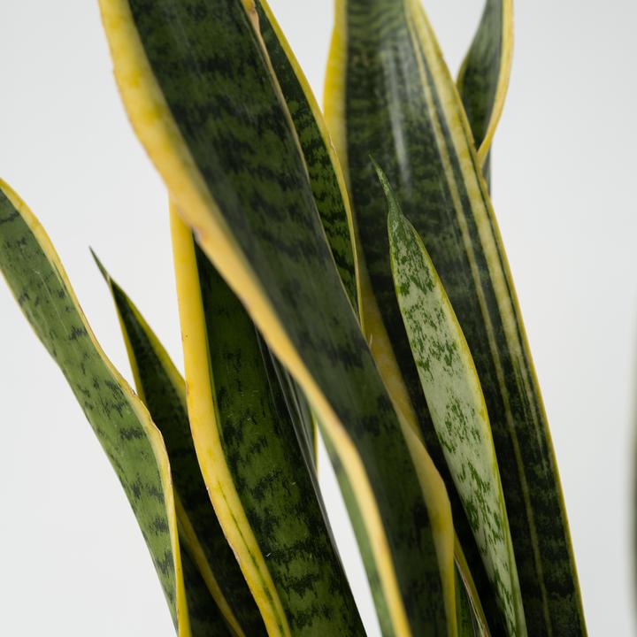 Actual product image Plant in a Box Sansevieria trifasciata Laurentii - bow hemp (65 cm)