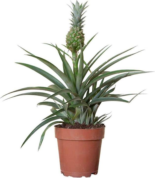 Immagine prodotto VEG and the City Ananas ornamentale Limpio (40 cm)