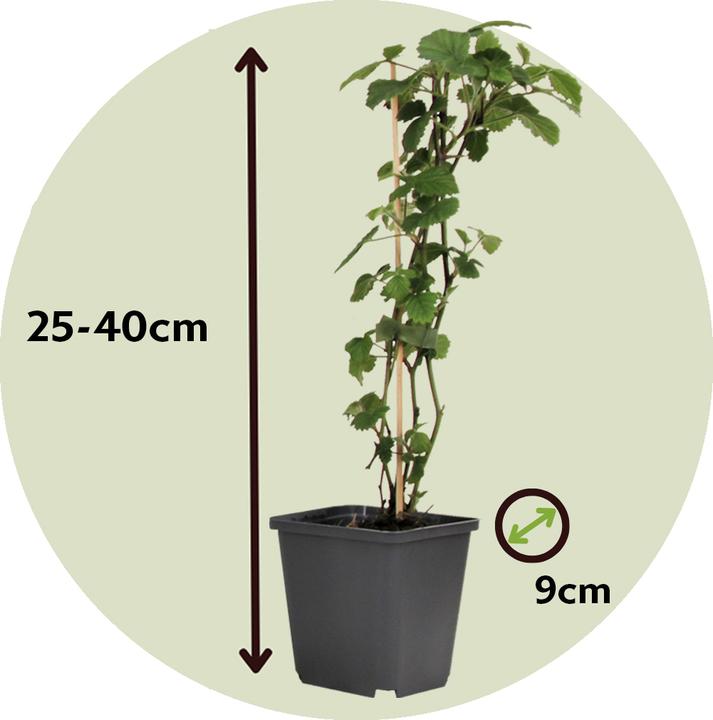 Produktbild Plant in a Box Brugmansia versicolor, sanguinea, suaveolens - 6er Set Engelstrompete (25 cm)