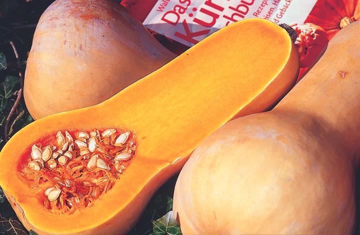 Produktbild Zollinger Bio Kürbis, Butternut (Keimlinge)