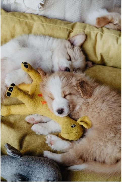 Immagine prodotto Hunter Giocattolo per cani Eiby Giraffe (Cane di peluche)
