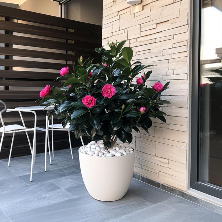 Image du produit Plant in a Box Camellia japonica Dr. King - Camélia japonais (60 cm)