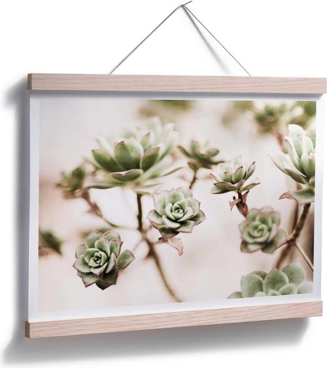 Image du produit Trenddeko Petites plantes succulentes (50 x 40 cm)