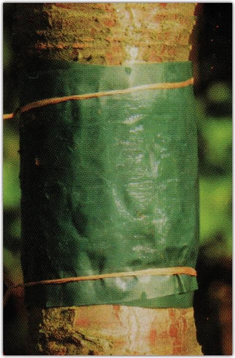 Immagine prodotto Guard´n Care Nastro adesivo per alberi (1) 1,75 mtr