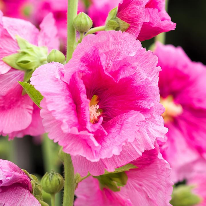 Immagine prodotto Plant in a Box Alcea rosea 'Spring celebrities' Rosso cremisi, limone, viola - Miscuglio di 6 piante (25 cm)