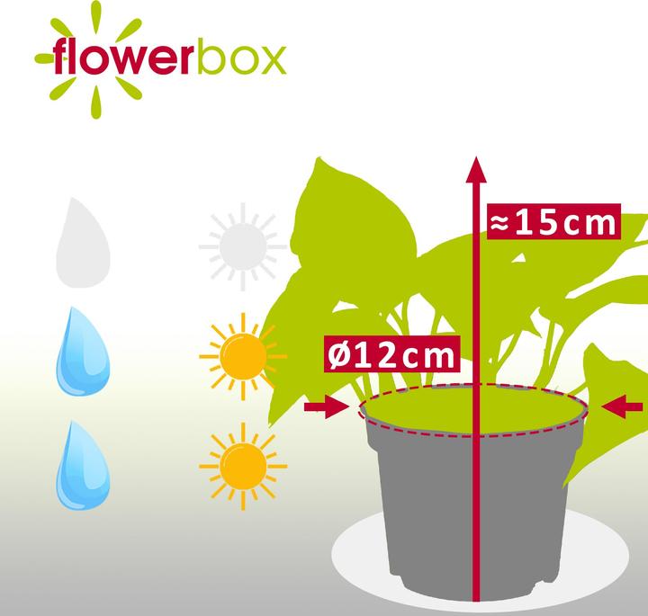 Image du produit Flowerbox Lierre - Epipremnum pinnatum 'Golden Pothos (15 cm)