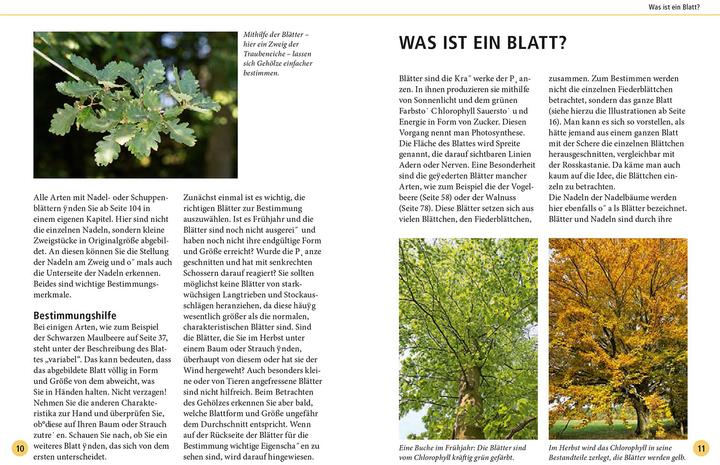 Produktbild Kosmos Bäume am Blatt erkennen - 78 Laub- und Nadelgehölze. Blätter in Originalgrösse (Deutsch, Meike Bosch, 2024)