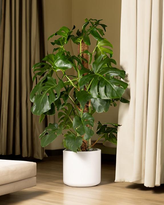 Actual product image feey Monstera XL (125 cm, Freshly repotted)