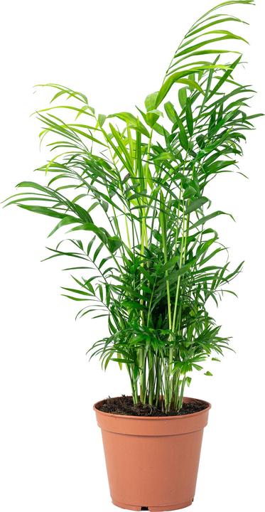 Produktbild Flowerbox Bergpalme - Chamaedorea elegans (55 cm)