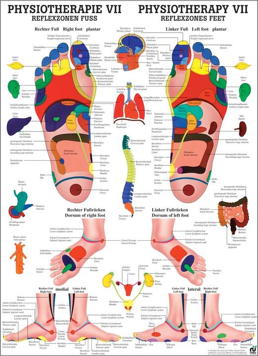 Immagine prodotto Rüdiger Tavola didattica anatomica Riflessologia plantare (50 x 70 cm)