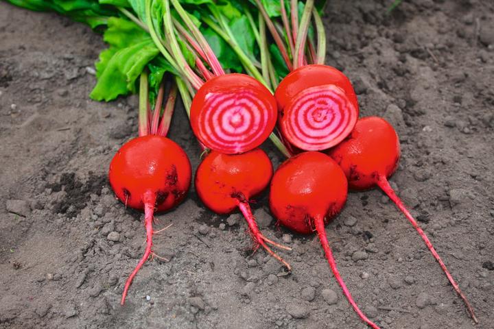 Image du produit Living Seeds Beterave, Chioggia (Graines de légumes)