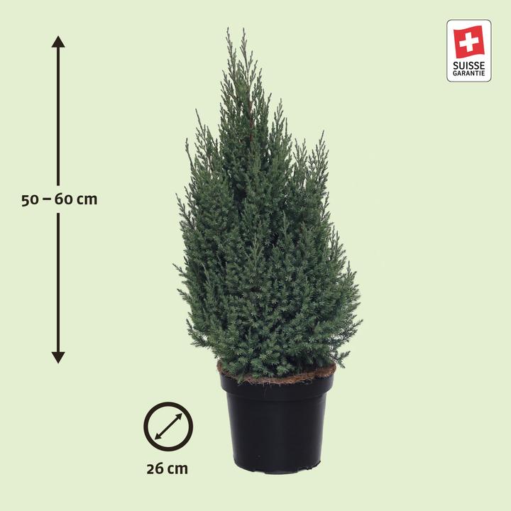 Actual product image Zulauf Chinesischer Wacholder / Juniperus chi. 'Stricta' (60 cm)