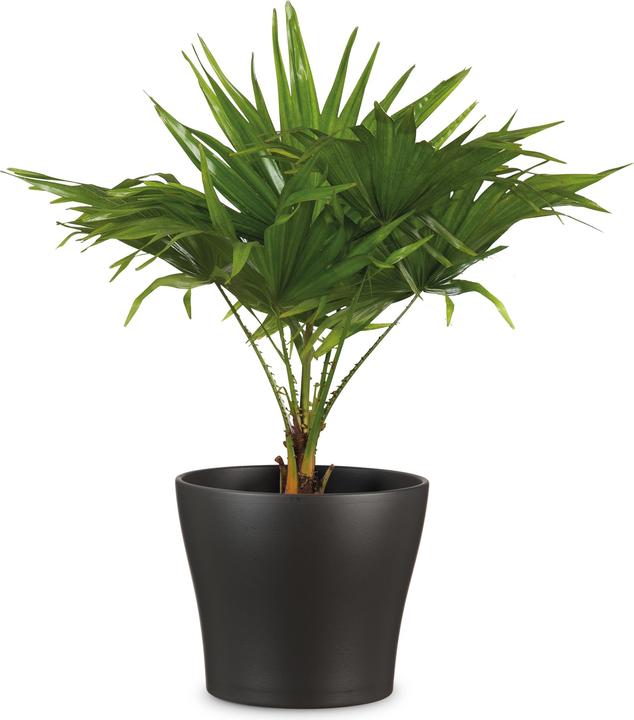 Produktbild Scheurich Blumentopf Anthrazit Ø 24 cm (23.80 cm)