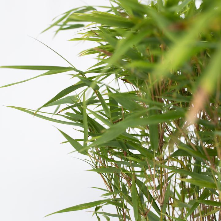 Produktbild Plant in a Box Fargesia nitida 'Gansu' (70 cm)