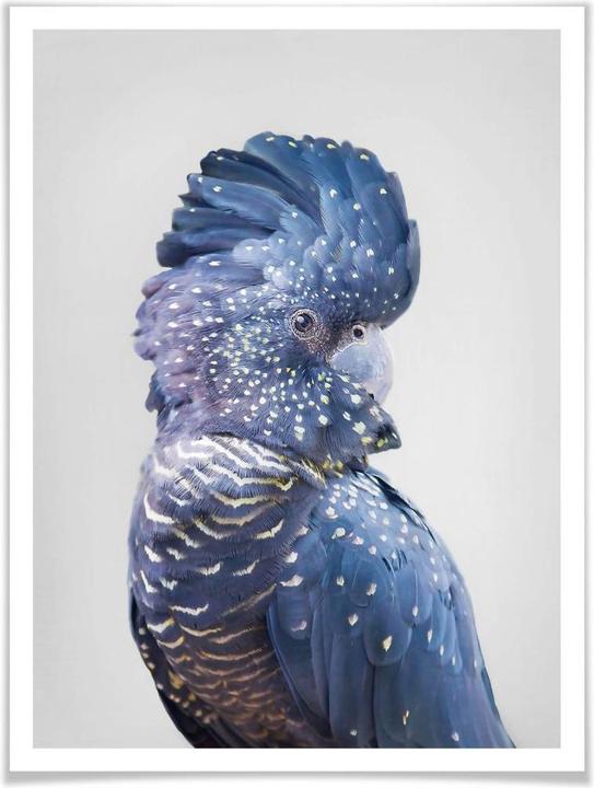 Actual product image Trenddeko Blue cockatoo (40 x 50 cm)