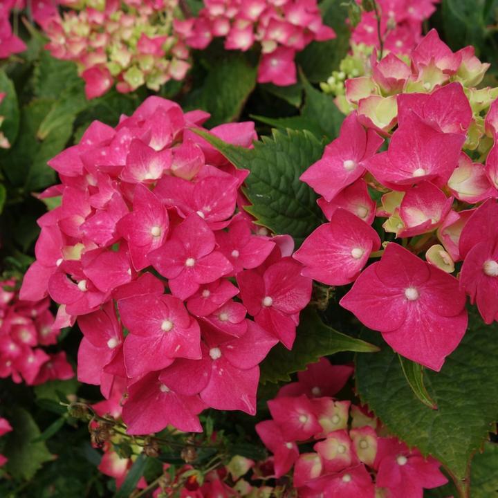 Image du produit Plant in a Box Hydrangea paniculata "Wim's Red" - Hortensia (25 cm)