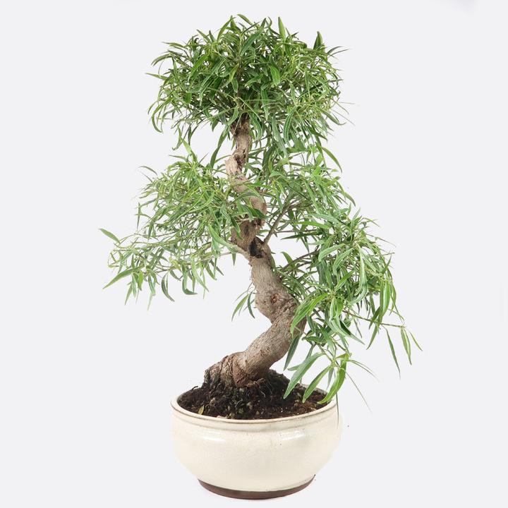 Image du produit Bonsai.ch Ficus neriifolia Figuier laurier-rose cm