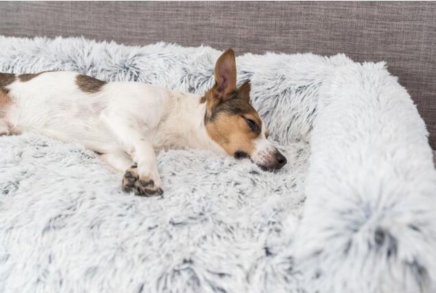 Image du produit Trixie Harvey (Chien)