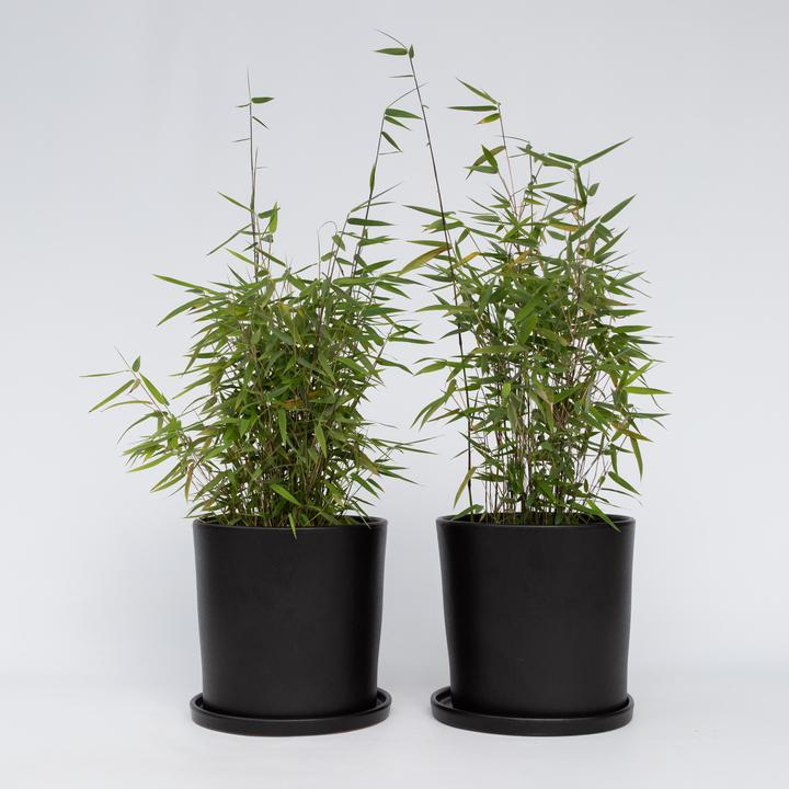 Actual product image Plant in a Box Fargesia nitida 'Red Dragon' - Set of 2 Red Dragon Bamboo (60 cm)