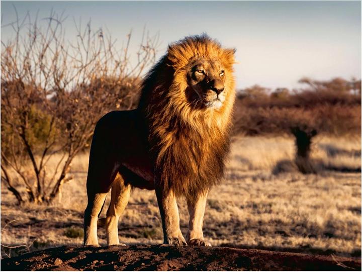 Image du produit Ravensburger Le lion. Le roi des animaux 1500p (1500 pièces)