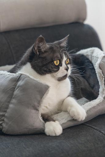 Image du produit Beeztees Baboo (Chat)