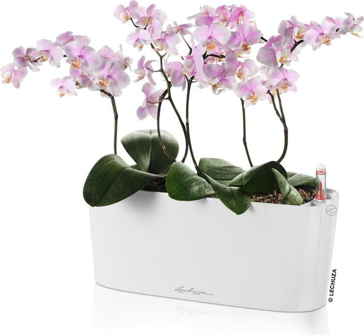 Actual product image Lechuza Delta (11 cm)
