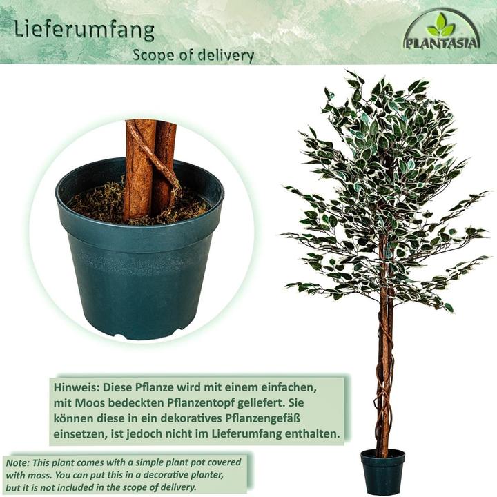 Image du produit Plantasia Ficus Benjamin (190 cm)