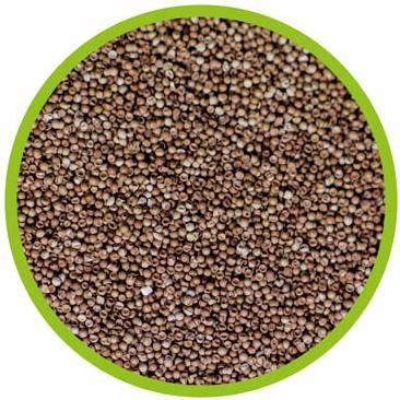 Actual product image Hobby Artemia eggs 20ml (Juveniles, 20 ml)