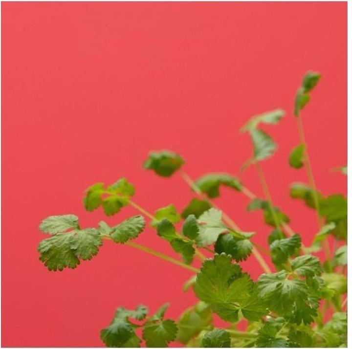 Image du produit Prêt à Pousser Coriandre (Graines d'herbes aromatiques)