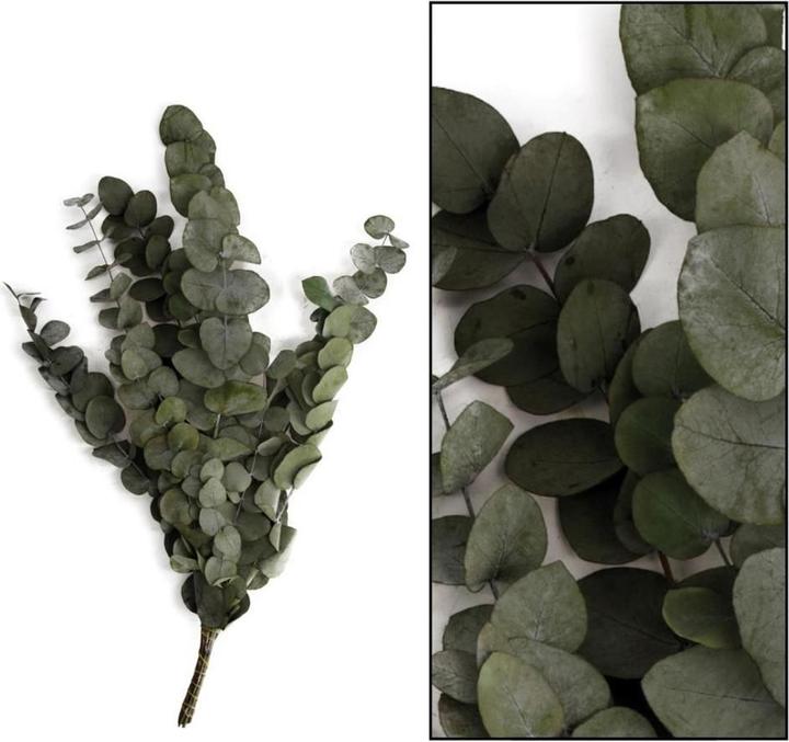 Actual product image Dijk Eucalyptus - Eucalyptus (Dried flowers)