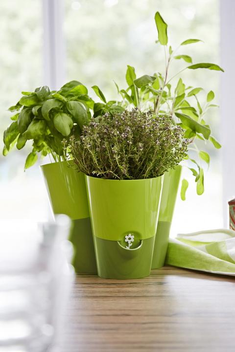 Immagine prodotto Emsa Erbe fresche (13 cm)