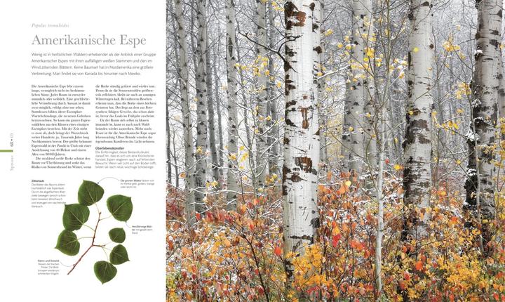 Immagine prodotto Flora – Wunderwelt der Pflanzen (Tedesco, Casa editrice DK, 2019)
