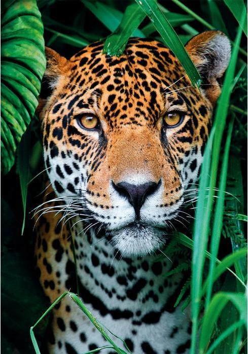 Produktbild Clementoni Jaguar in the Jungle (500 Teile)