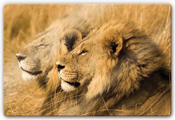 Image du produit National Geographic NG Paire de lions (60 x 40 cm)