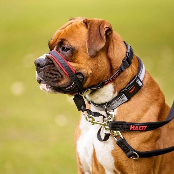 Produktbild Company of Animals Halti Optifit (M, Hund, Allgemein)