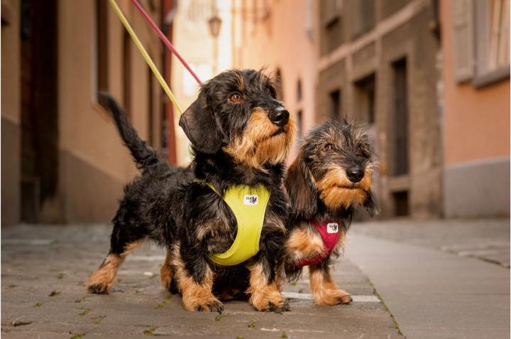 Produktbild Curli Geschirr Vest Air-Mesh 2XS, Ruby (XXS, Hund, Allgemein)