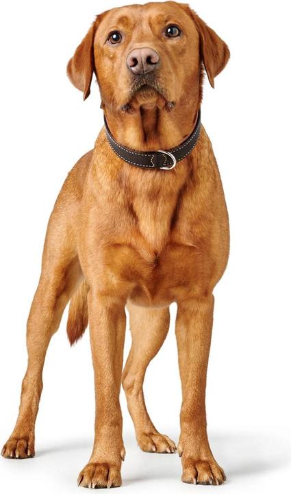 Produktbild Hunter Halsband Canadian Up für Hunde Schwarz M/L (M, L, Hund, Allgemein)
