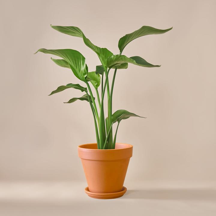 Produktbild Mary and Plants Strelitzia Nicolai mit Terrakotta Topf (70 cm)