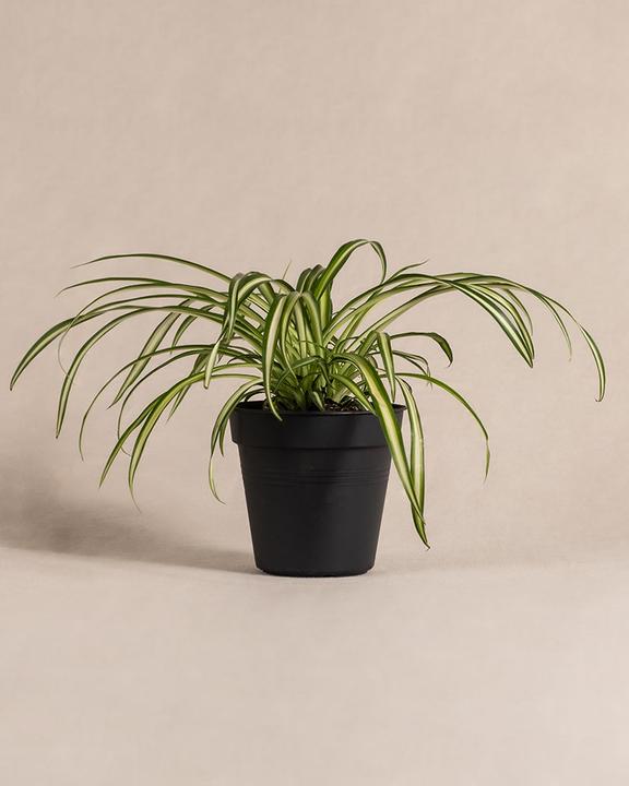 Image du produit feey Grünlilie (25 cm, Fraîchement rempotés)
