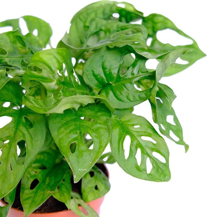 Immagine prodotto VEG and the City Jaco (Schiefes Fensterblatt - Monstera adansonii 'Monkey Leaf') (20 cm)